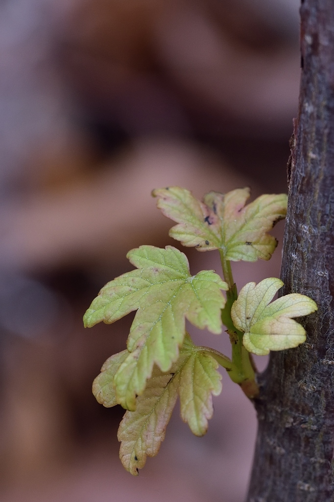 Herbst 6 2014