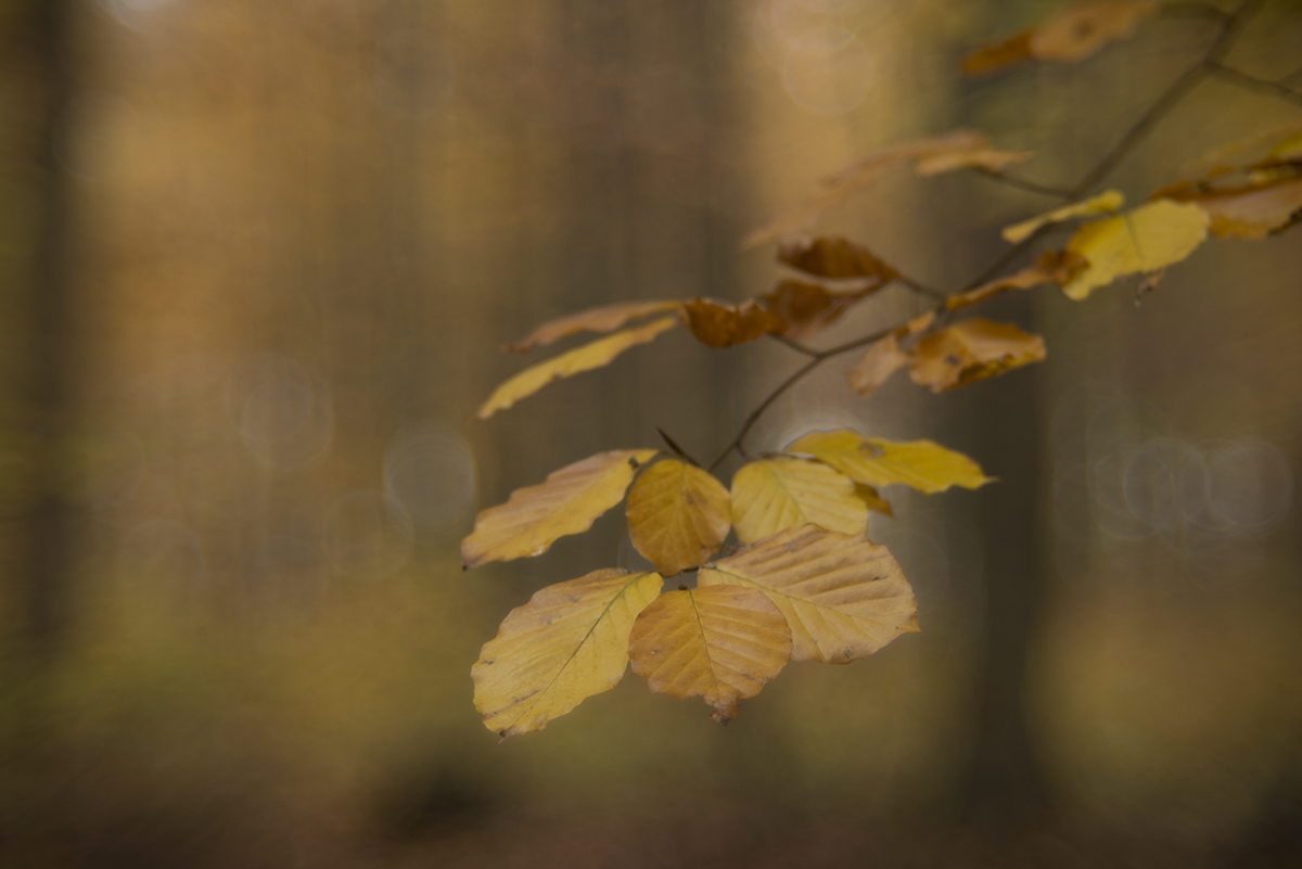 herbst 9