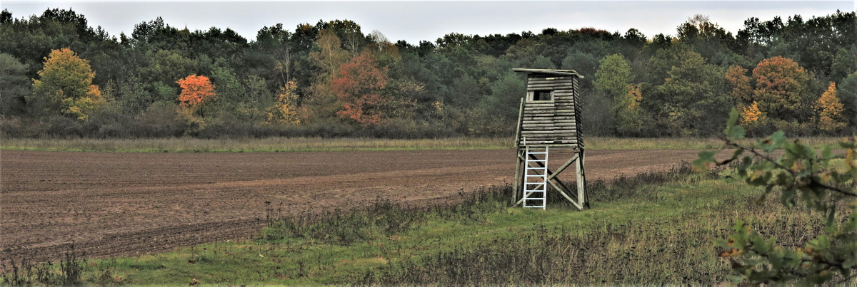 Herbst am Feldrand.jpg