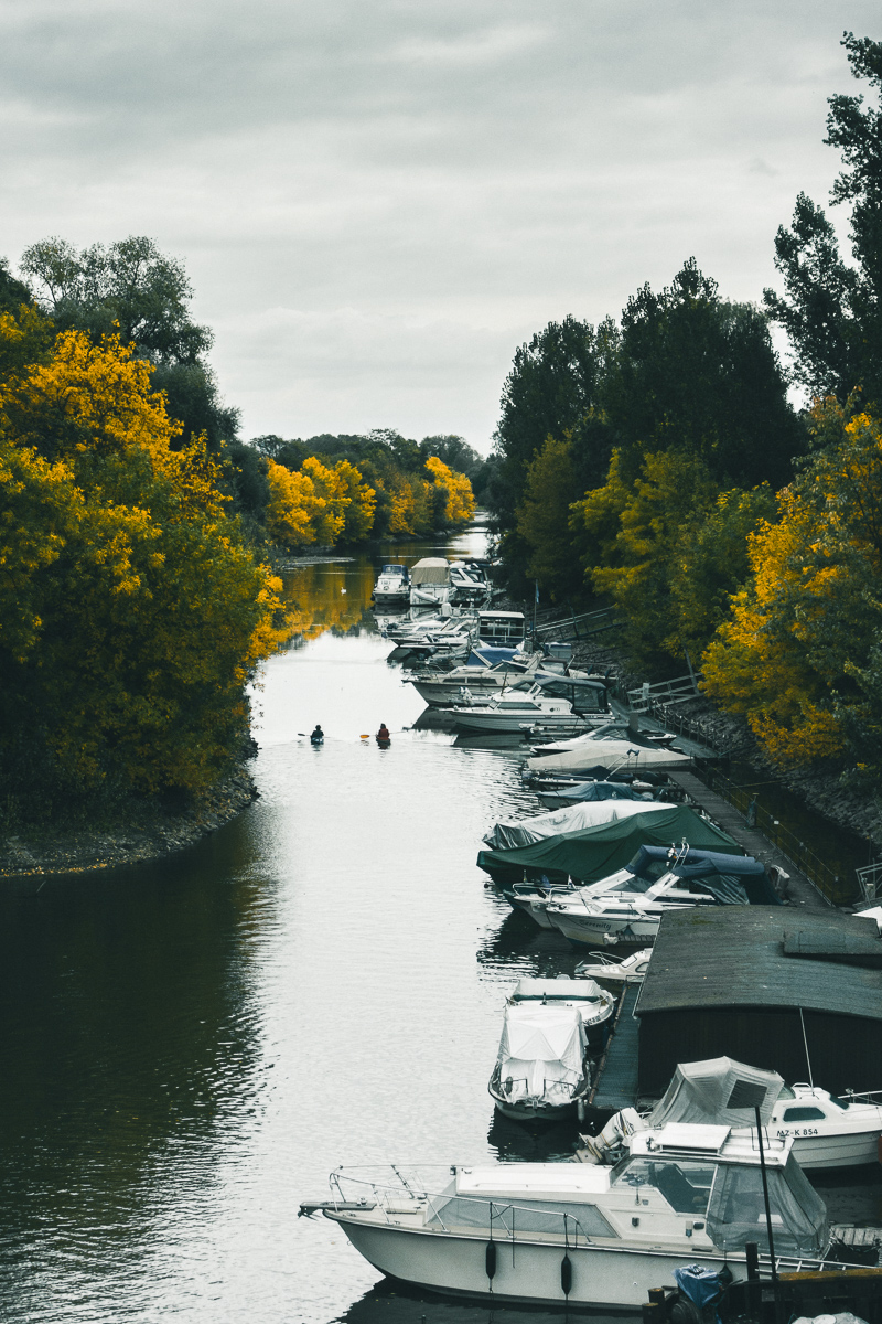Herbst am Rhein