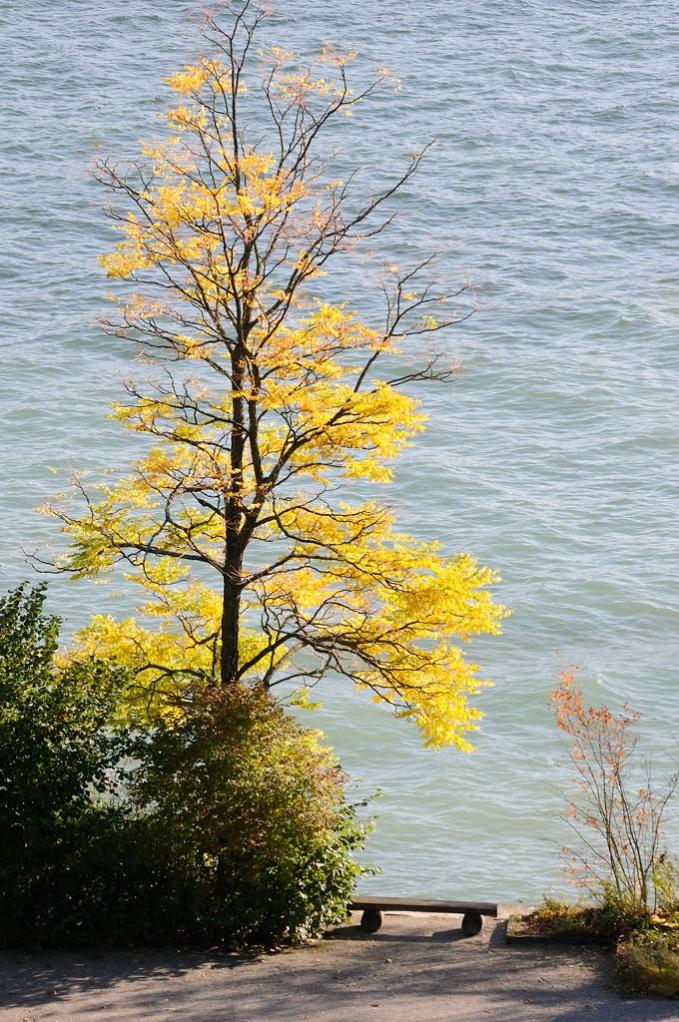 Herbst auf der Mainau
DSC 3374