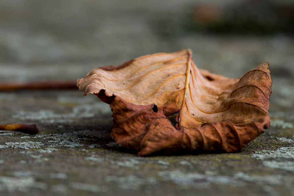 herbst blatt