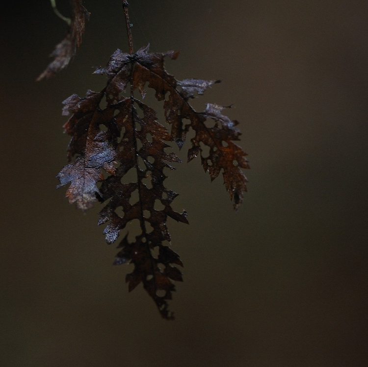 Herbst Blatt01