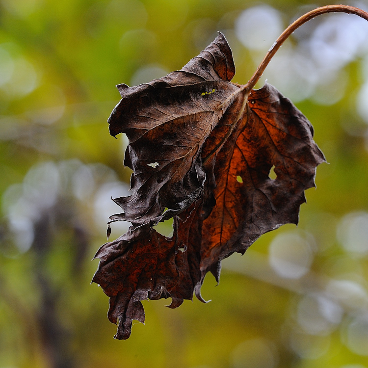 Herbst Blatt12