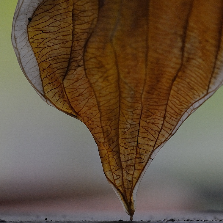 Herbst Blatt13