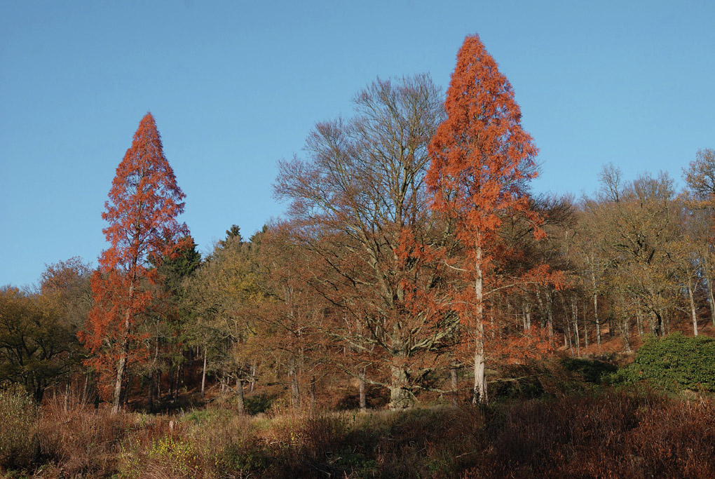 Herbst DSC 0063