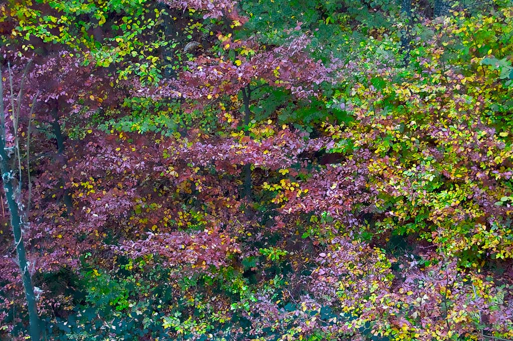 Herbst DSC7328