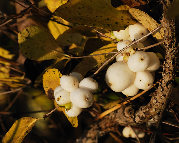 Herbst Fruechte