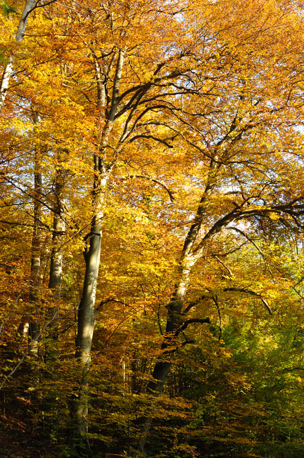 herbst hoch