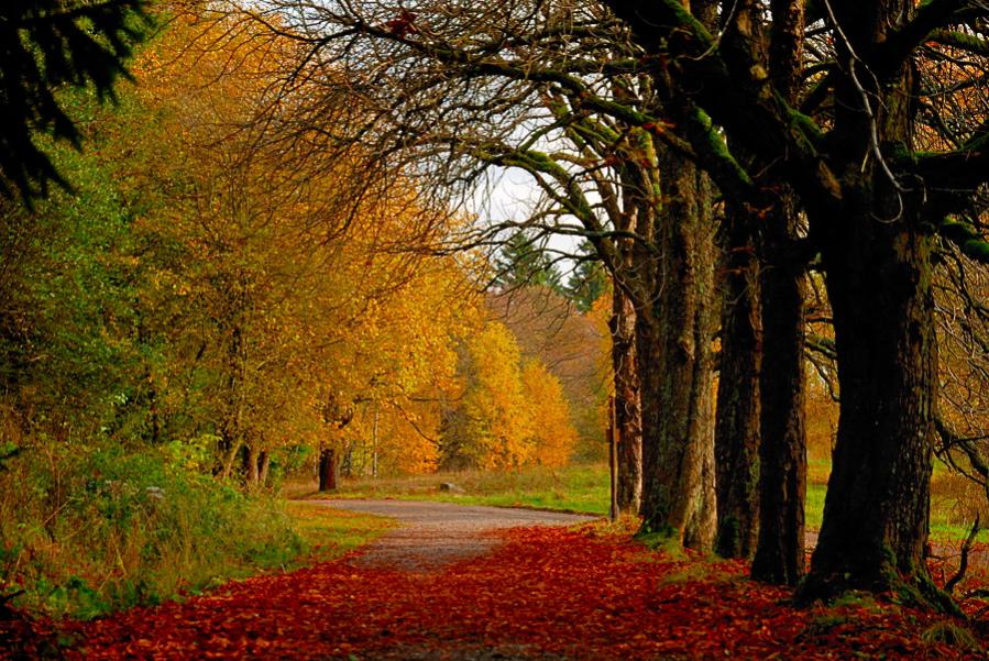 Herbst im Hochharz