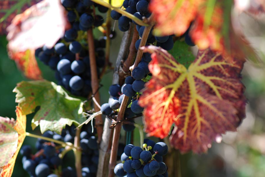 Herbst im Klettgau