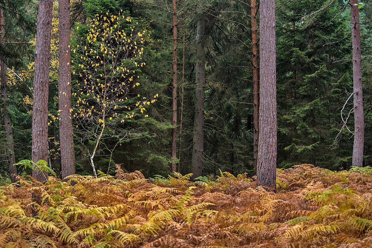 Herbst im Nadelwald