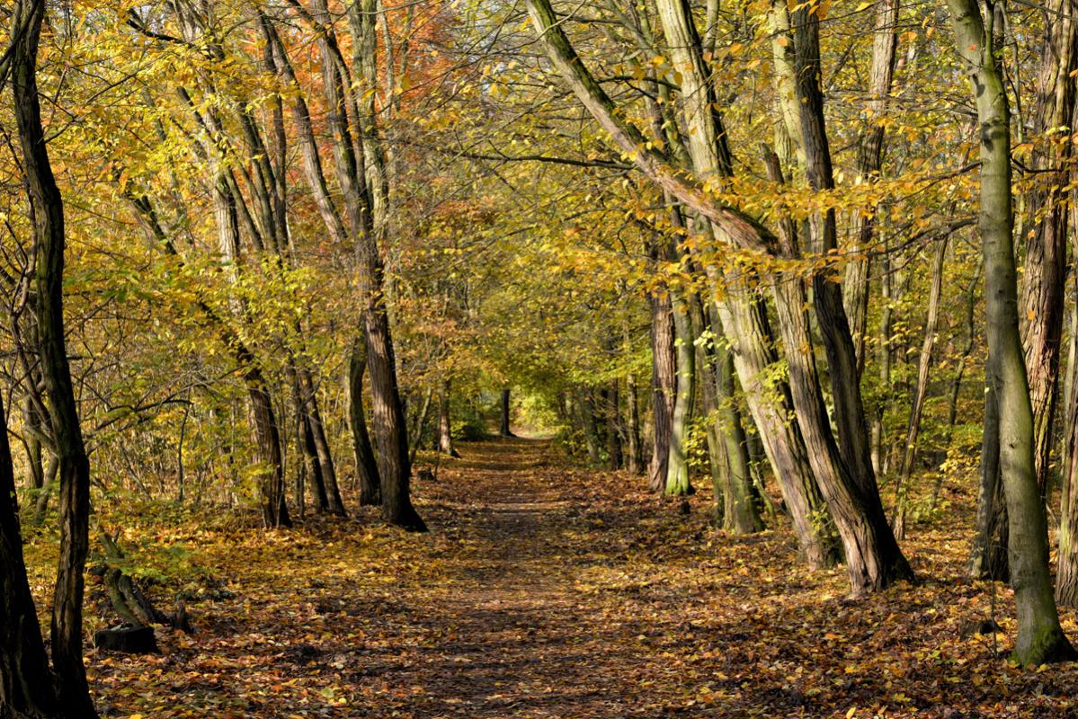 herbst im Wald 1200