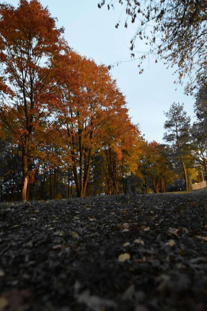 Herbst im Wald