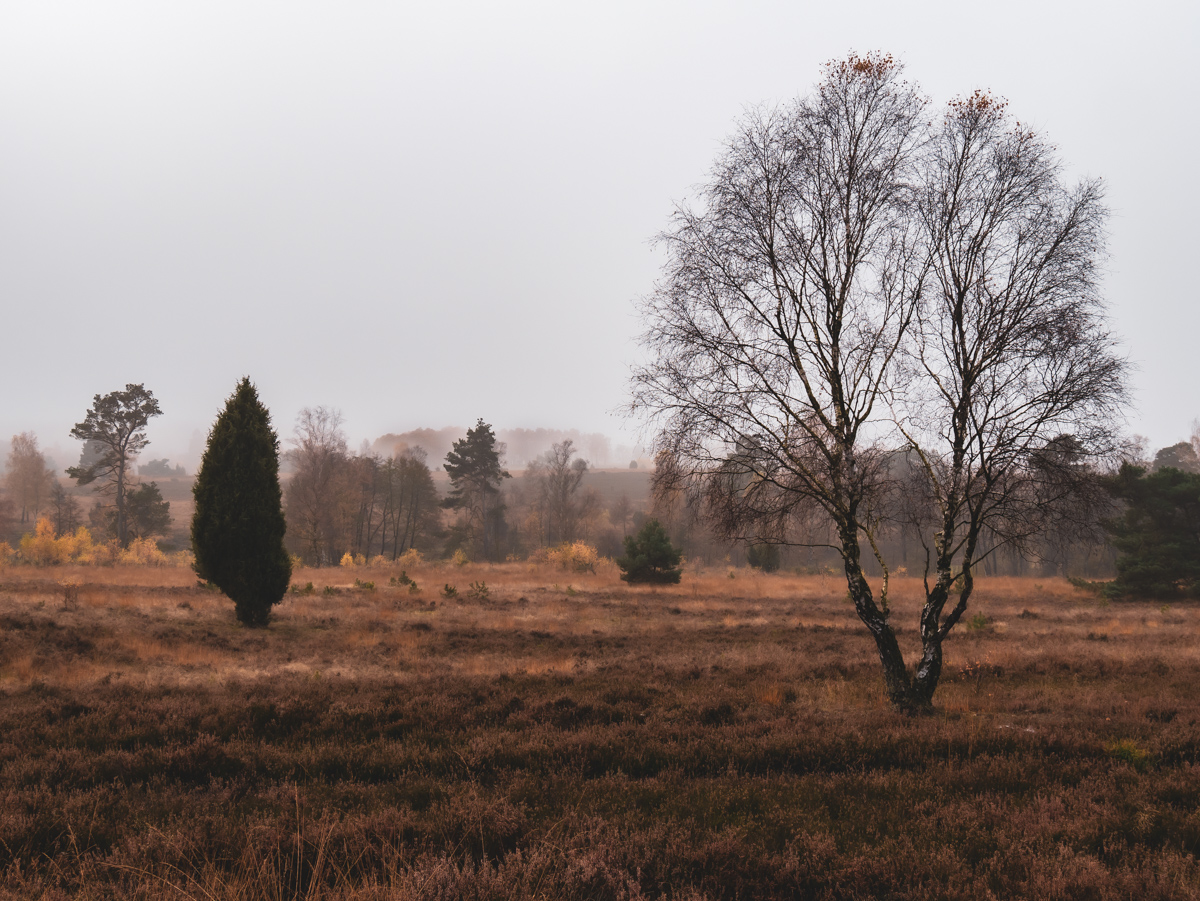 Herbst in der Lüneburger Heide