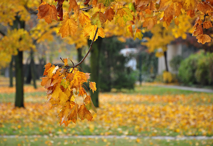 Herbst in Mödling