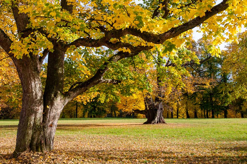 Herbst in Weimar 03