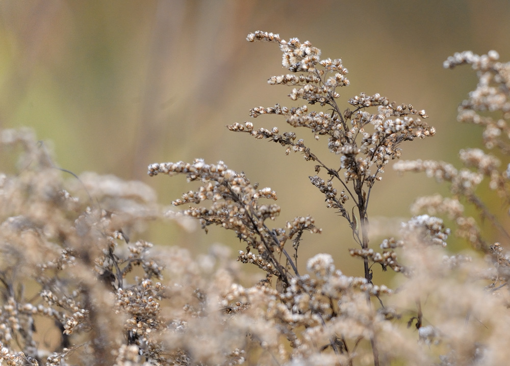 herbst JKK 0949