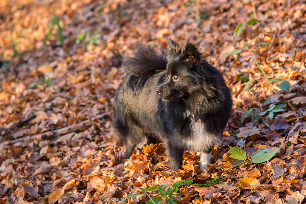 herbst joy