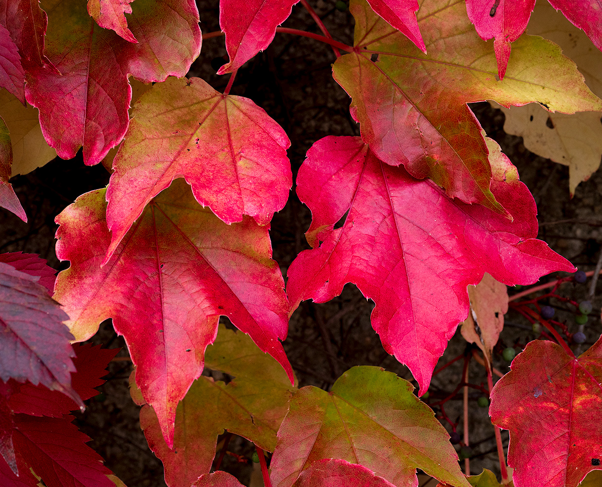 Herbst.jpg