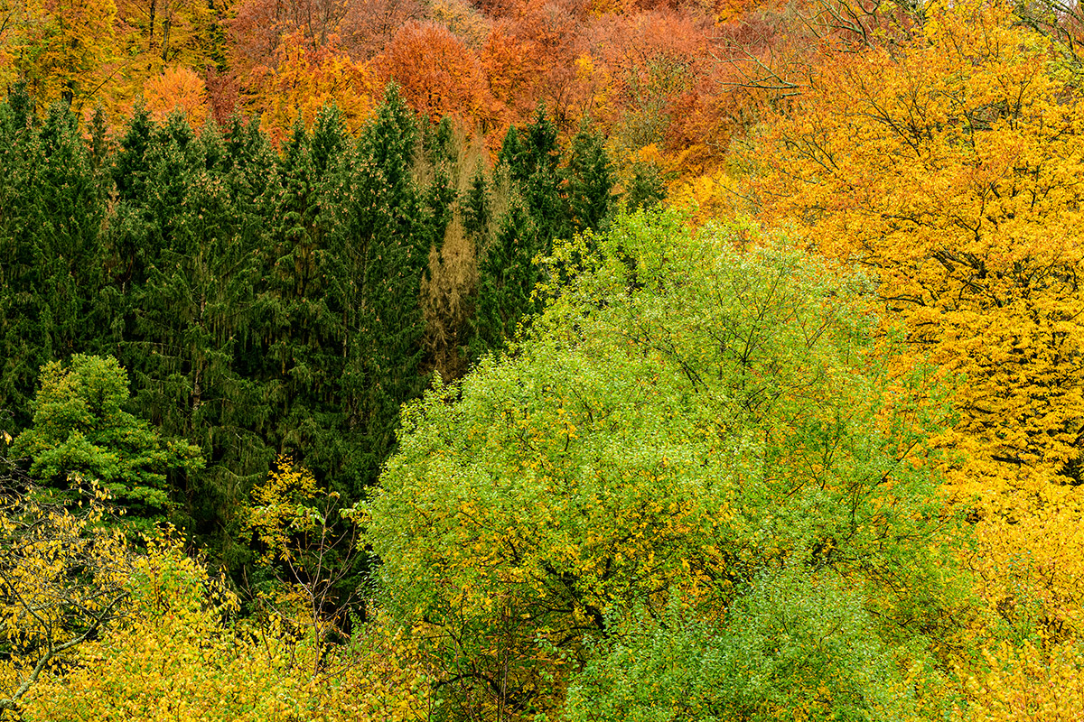 Herbst.jpg