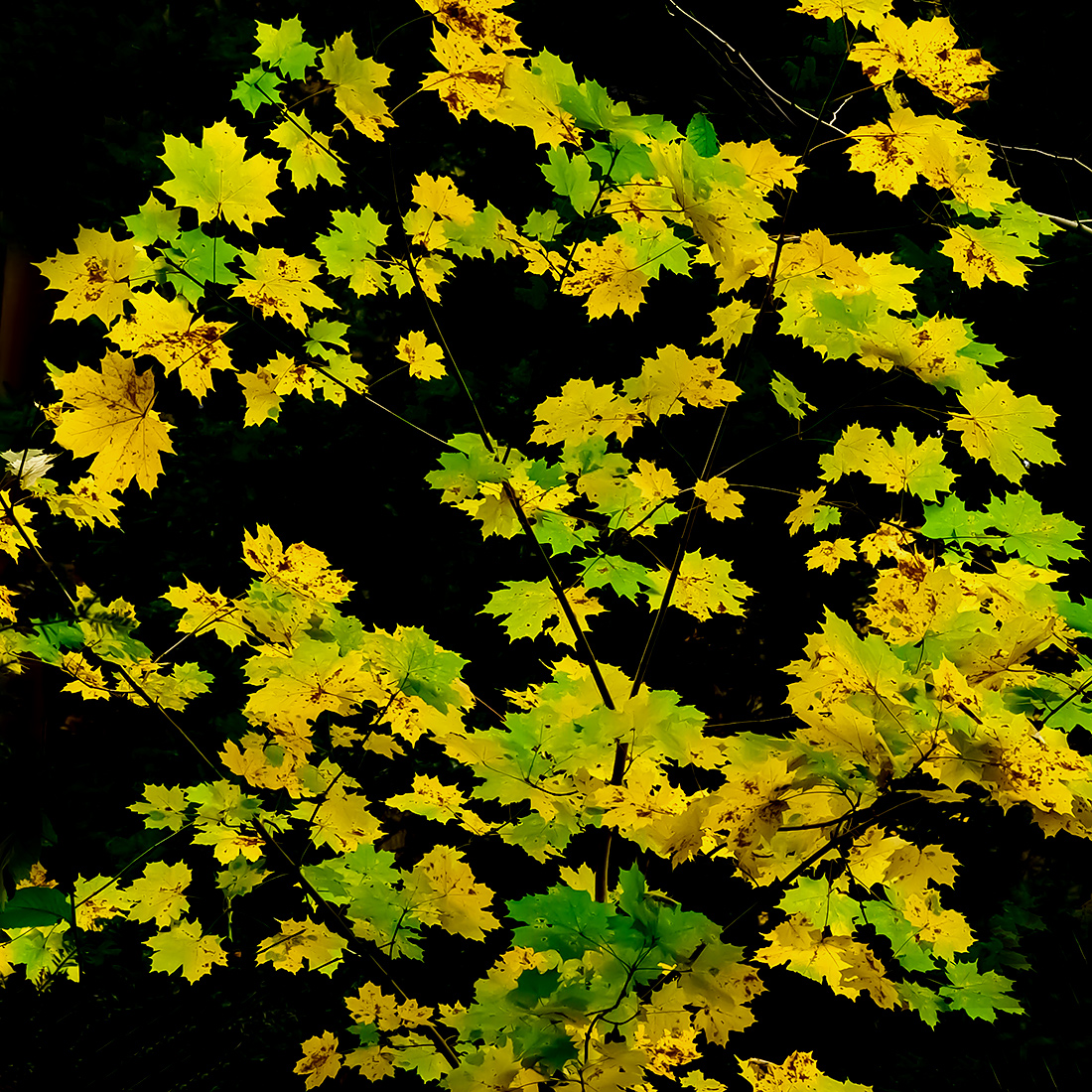 Herbst.jpg