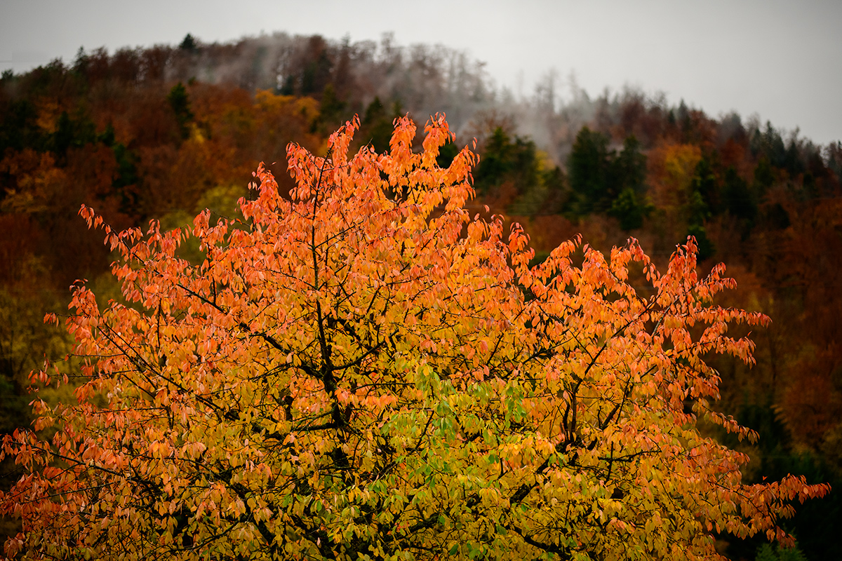 Herbst.jpg
