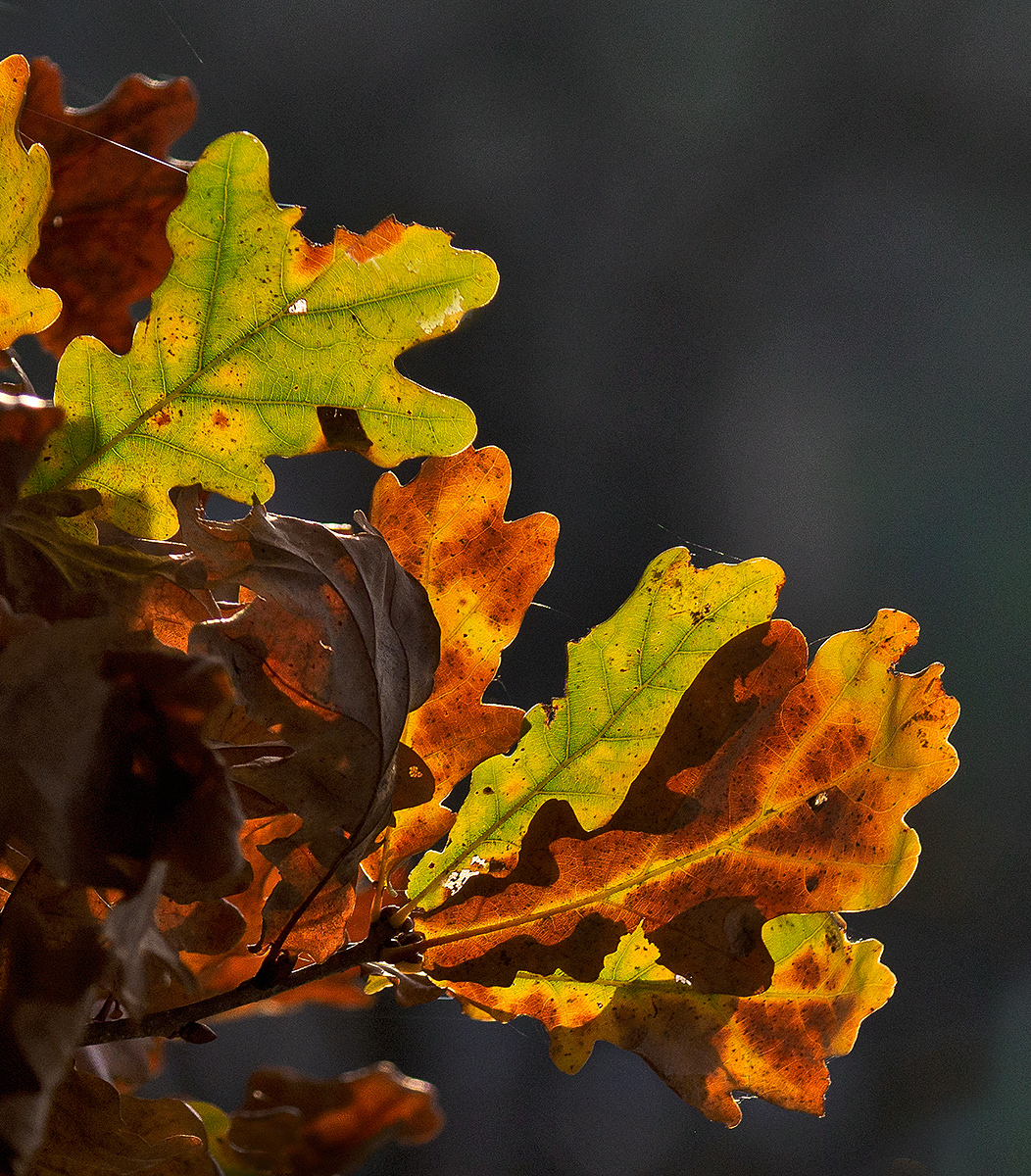 Herbst.jpg