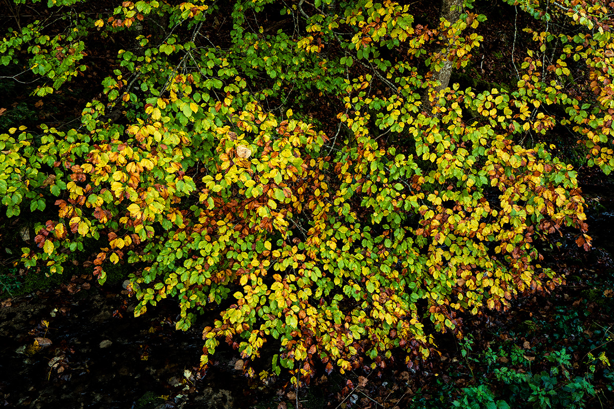 Herbst.jpg