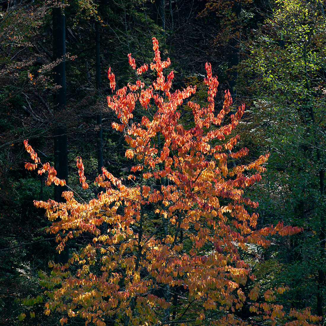 Herbst.jpg