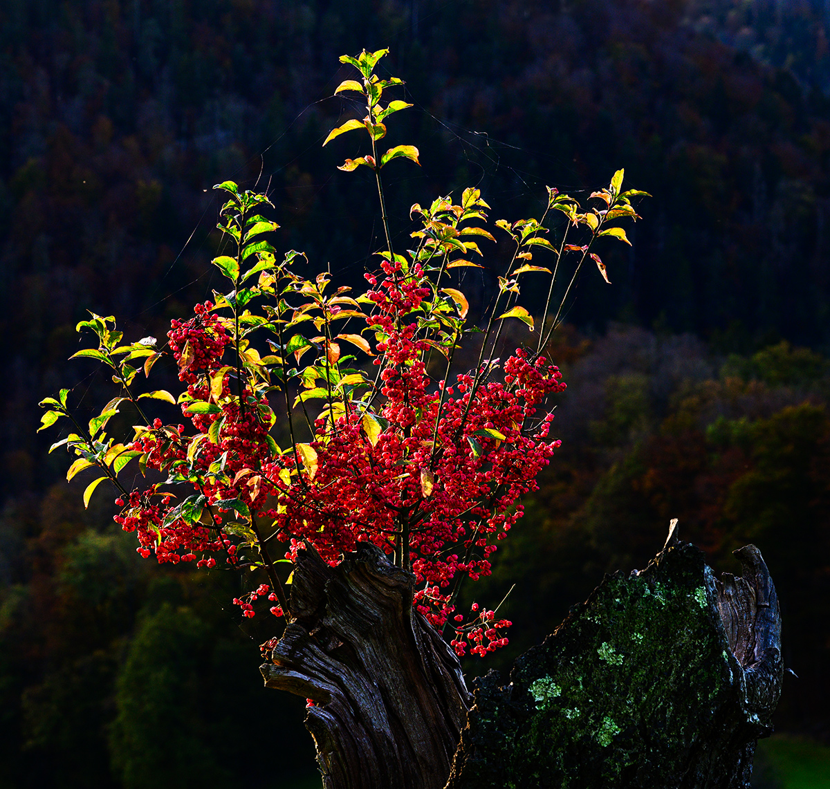 Herbst.jpg