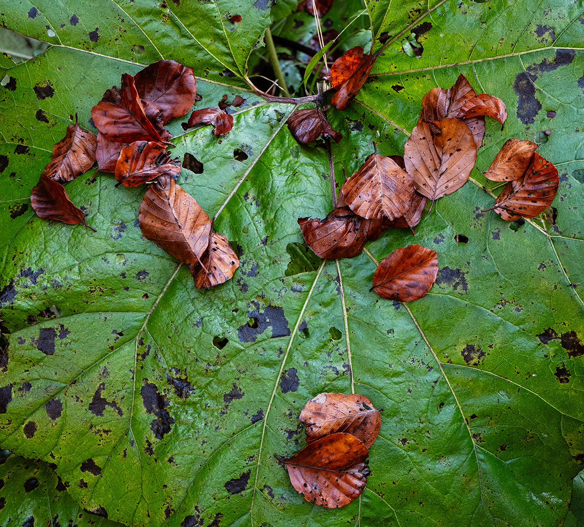 Herbst.jpg