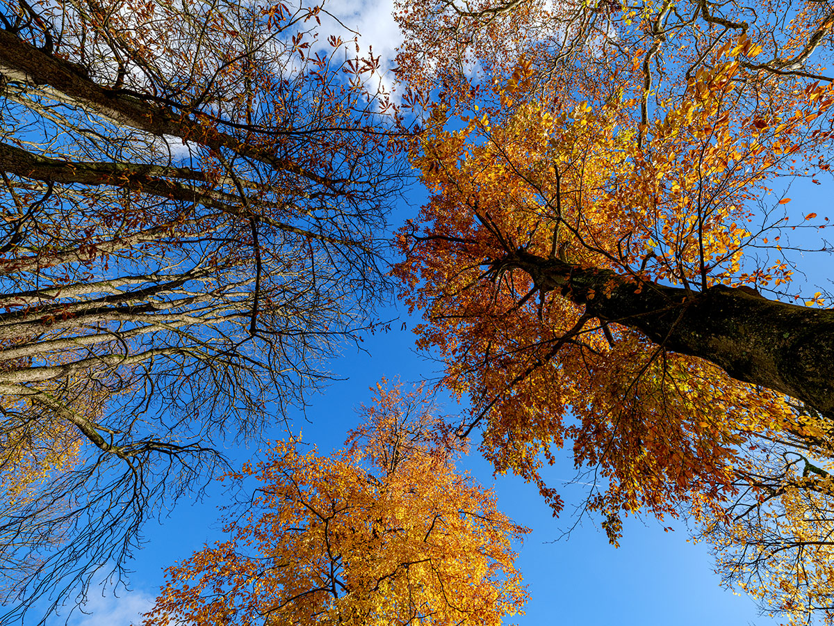 Herbst.jpg