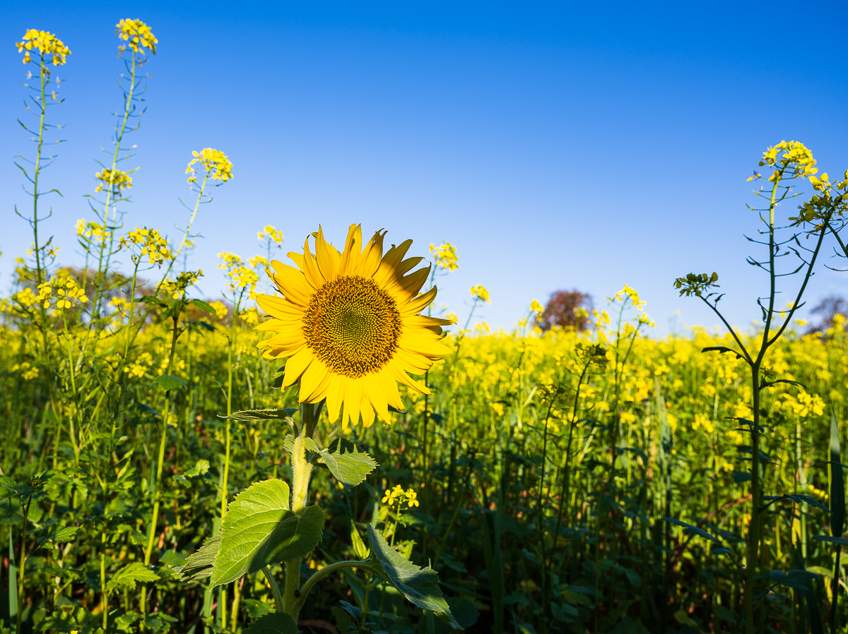 Herbst-Letzenberg-2151.jpg