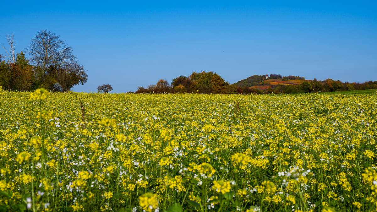Herbst-Letzenberg-2158.jpg