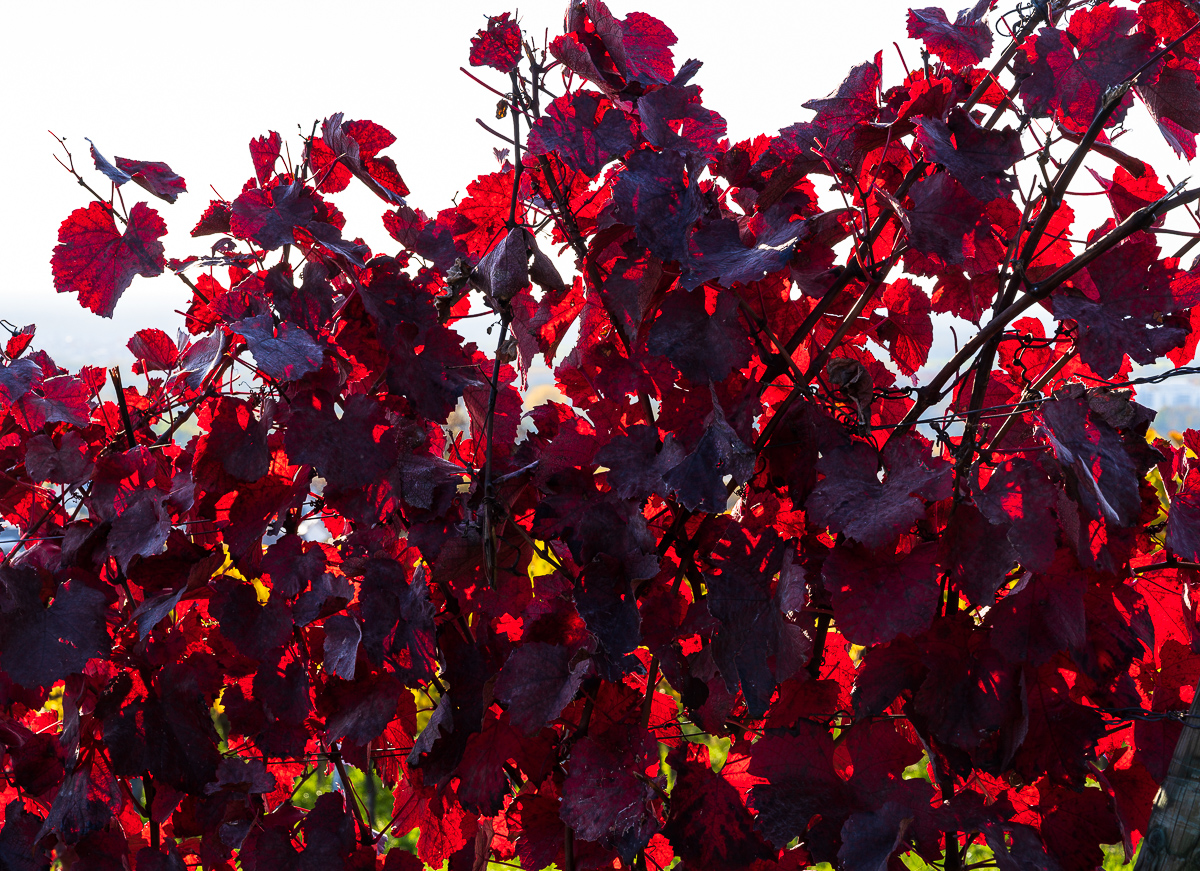 Herbst-Letzenberg-2167.jpg