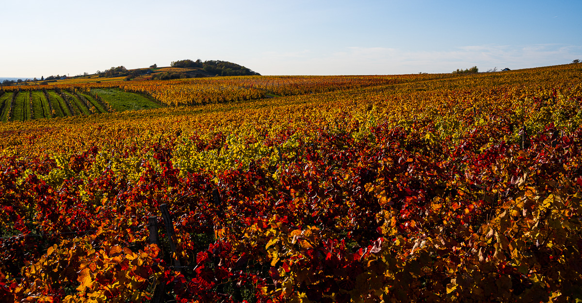 Herbst-Letzenberg-2172.jpg