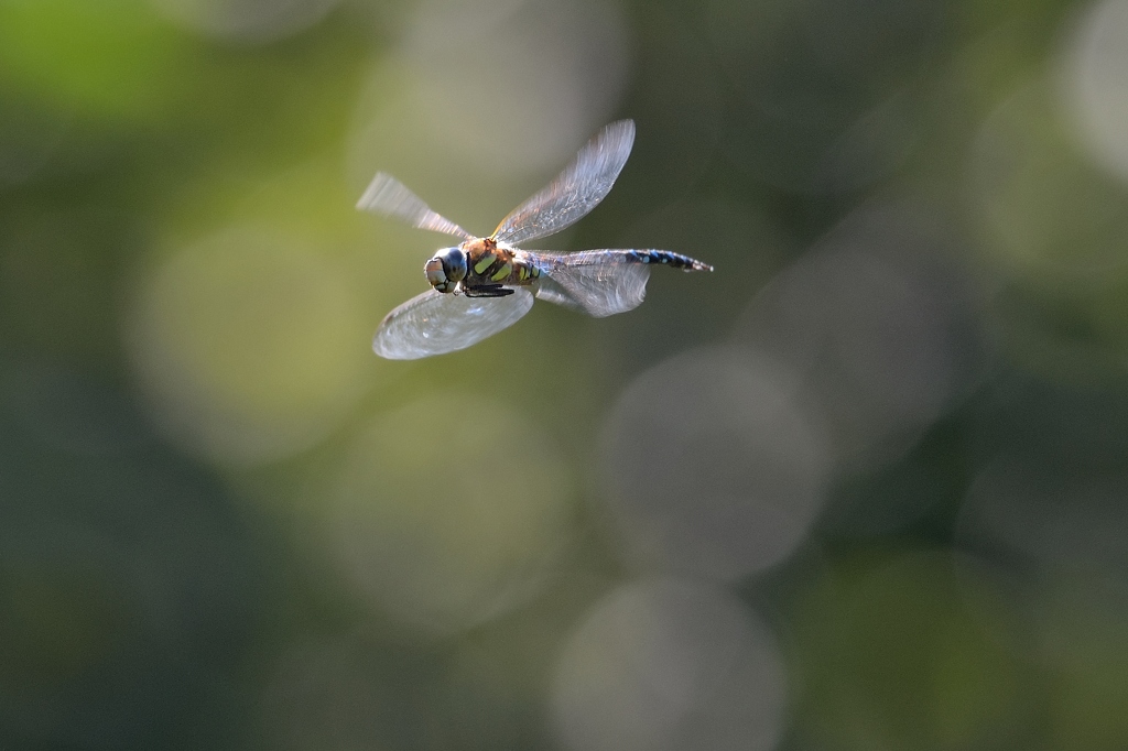 Herbst Mosaikjungfer m 1 082014