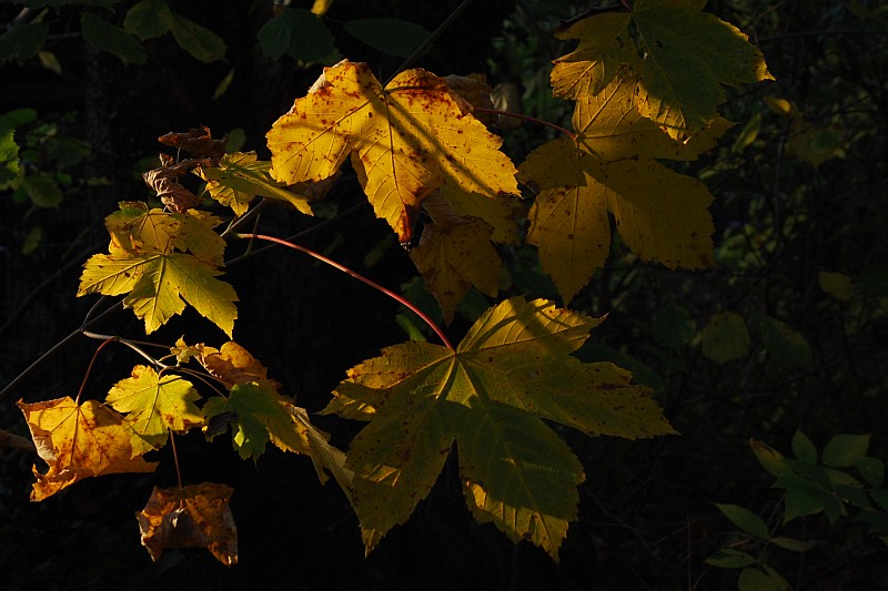 herbst Original (Bild-Nr. 16699)