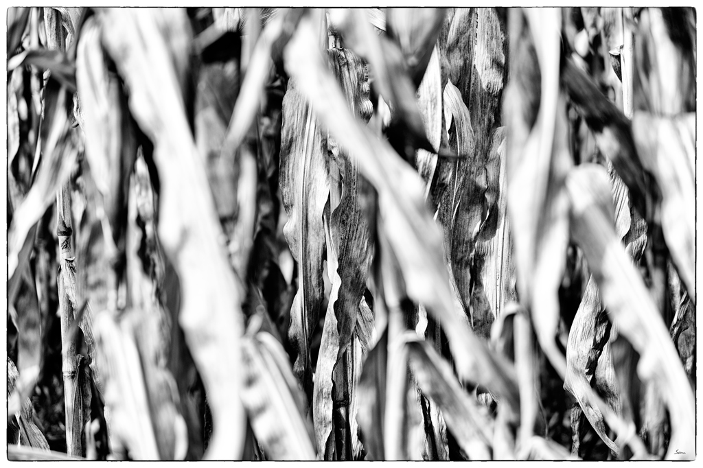 Herbst PZ14552