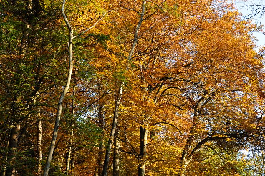 herbst quer