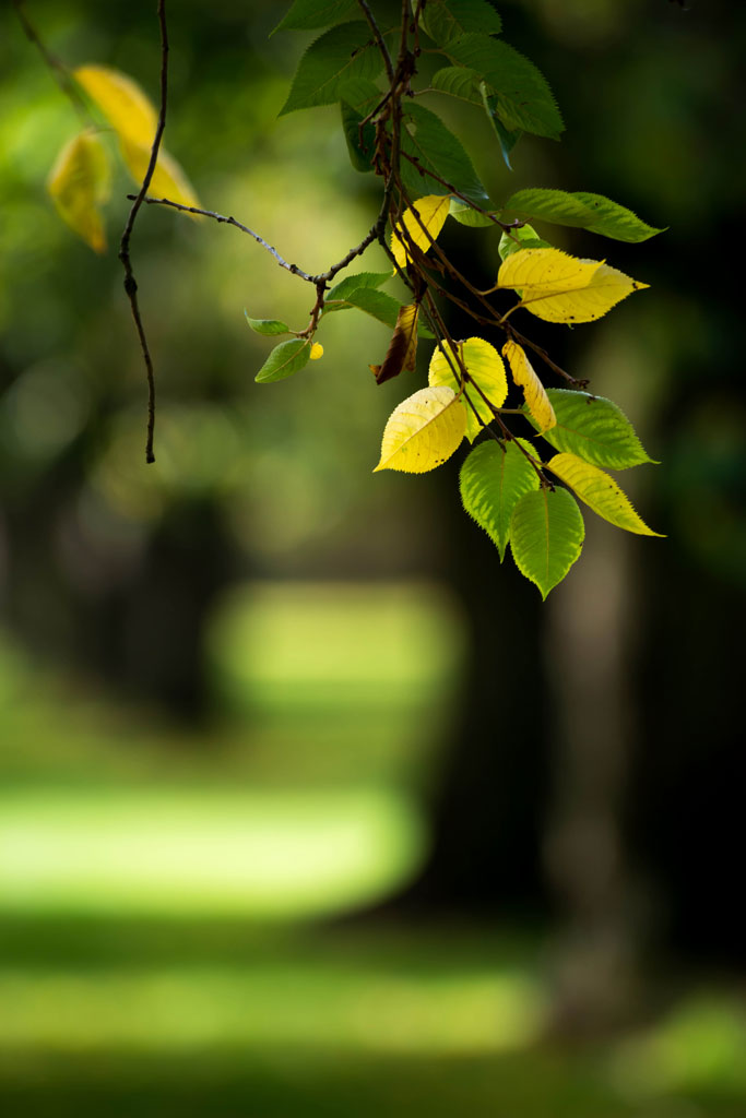 herbst schwetzingen