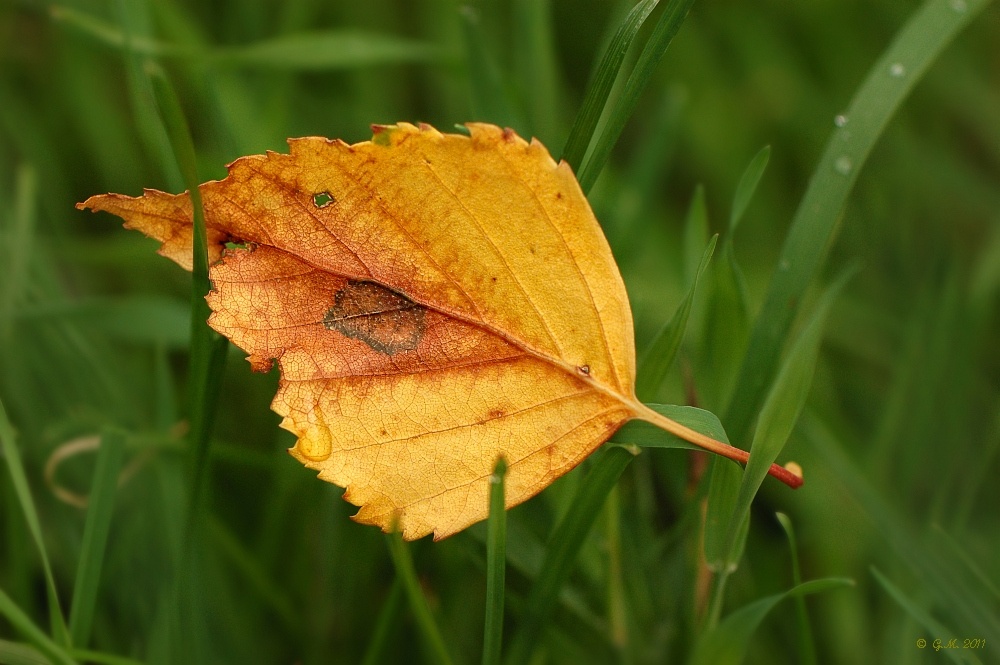 Herbst...