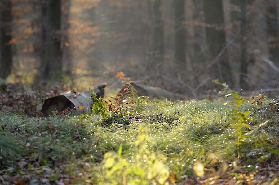 Herbst