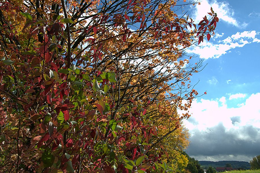 Herbst