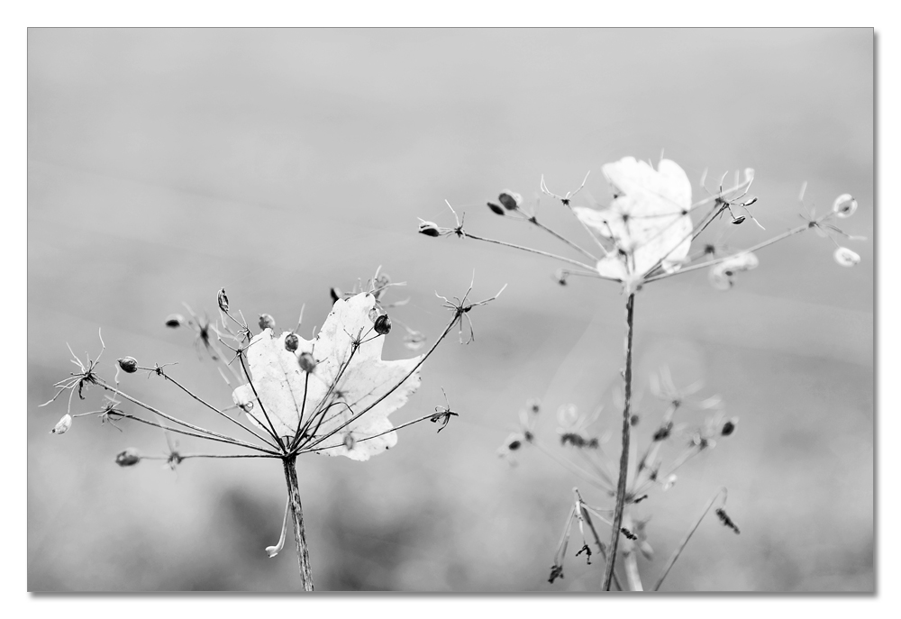 herbst