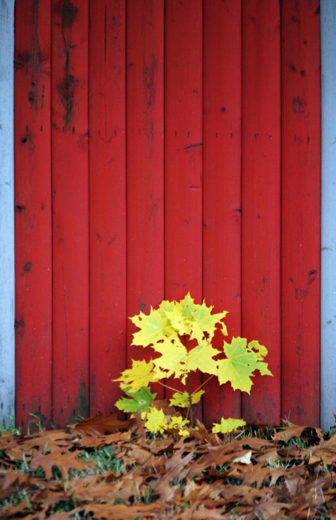 Herbst