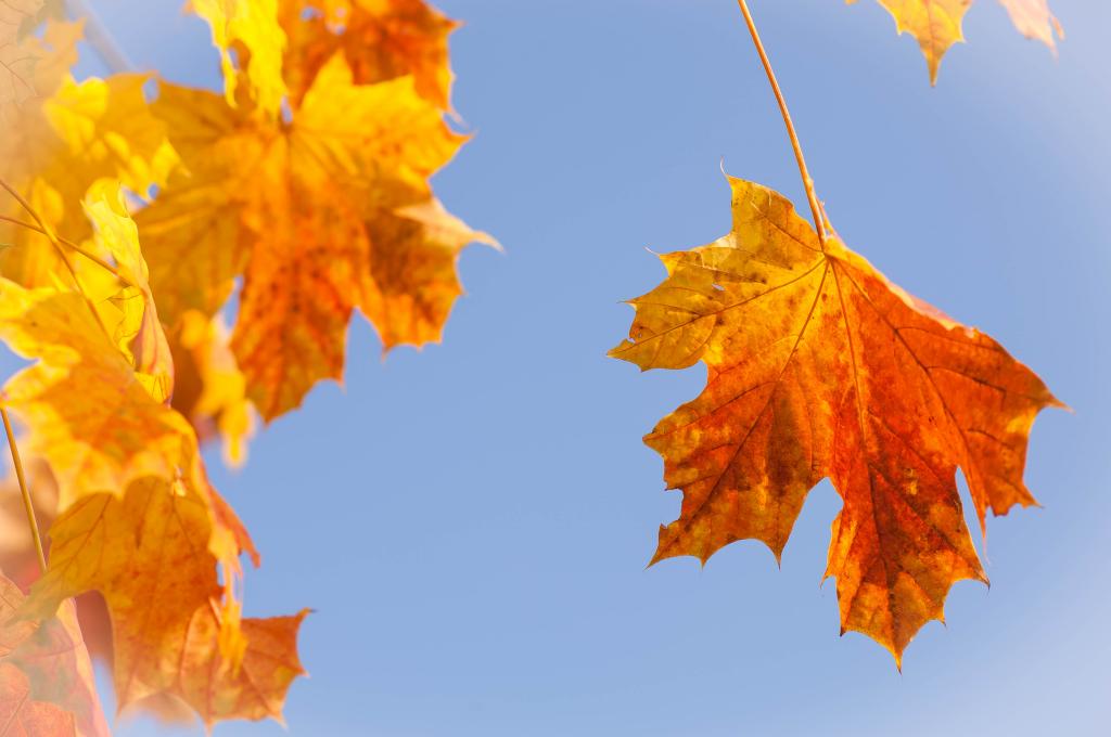 Herbst,,