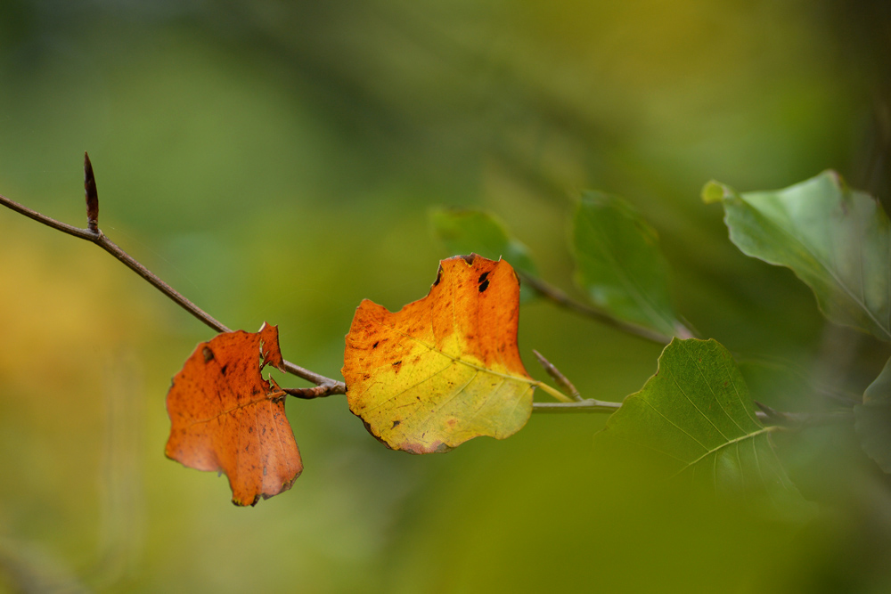 herbst