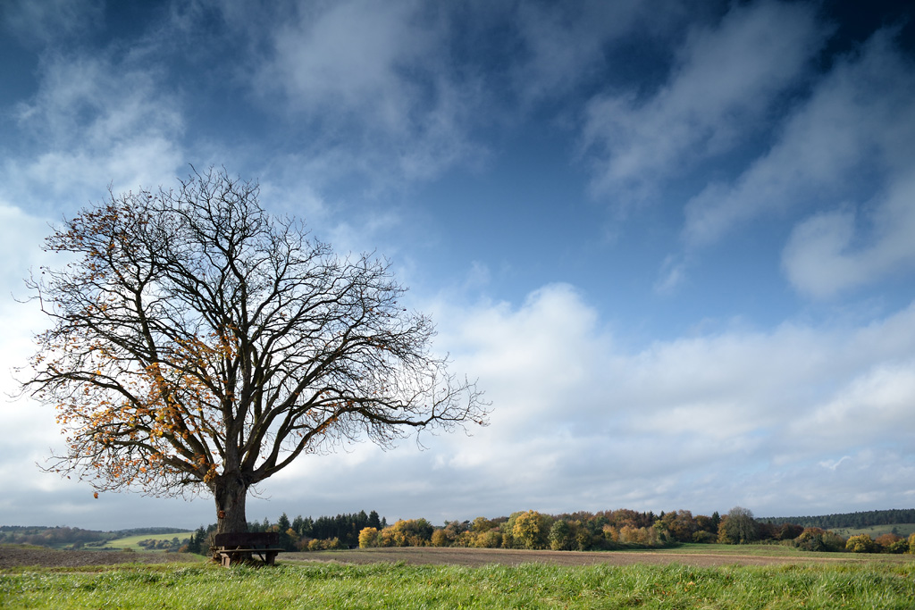 herbst